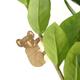 Plant Animal Koala