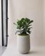 Ficus Audrey