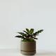 Calathea Rattlesnake