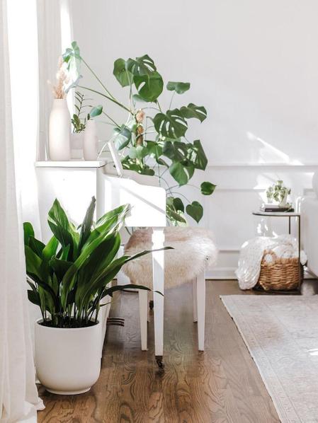 Cast Iron Plant