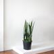 Black Coral Snake Plant