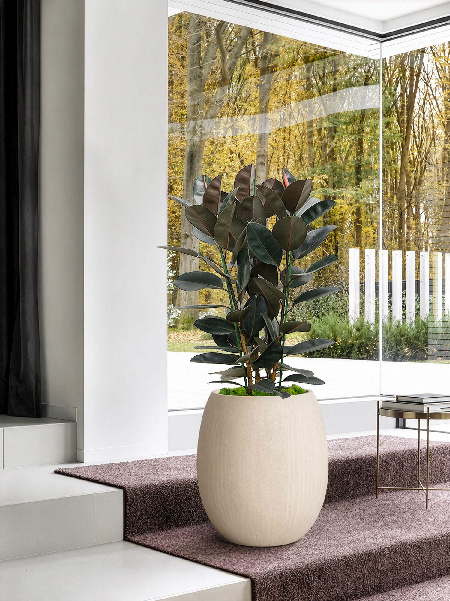 Ficus Elastica Abidjan