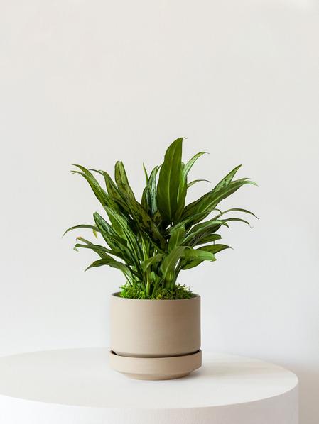 Tiger Evergreen