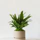 Tiger Evergreen