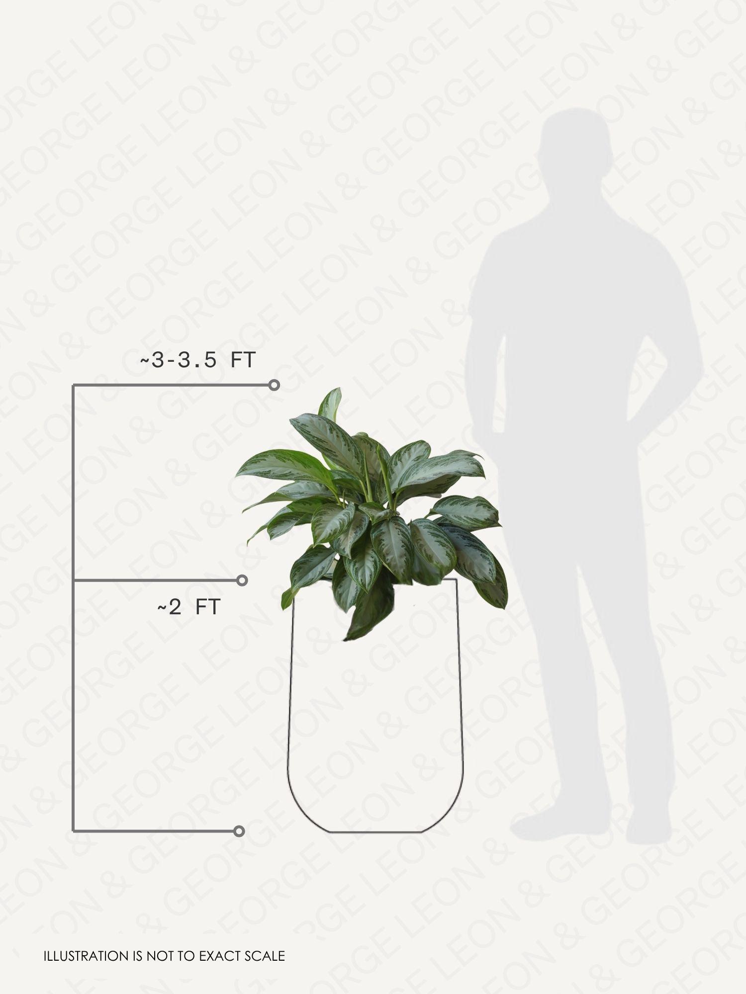Silver Evergreen pot and plant dimensions