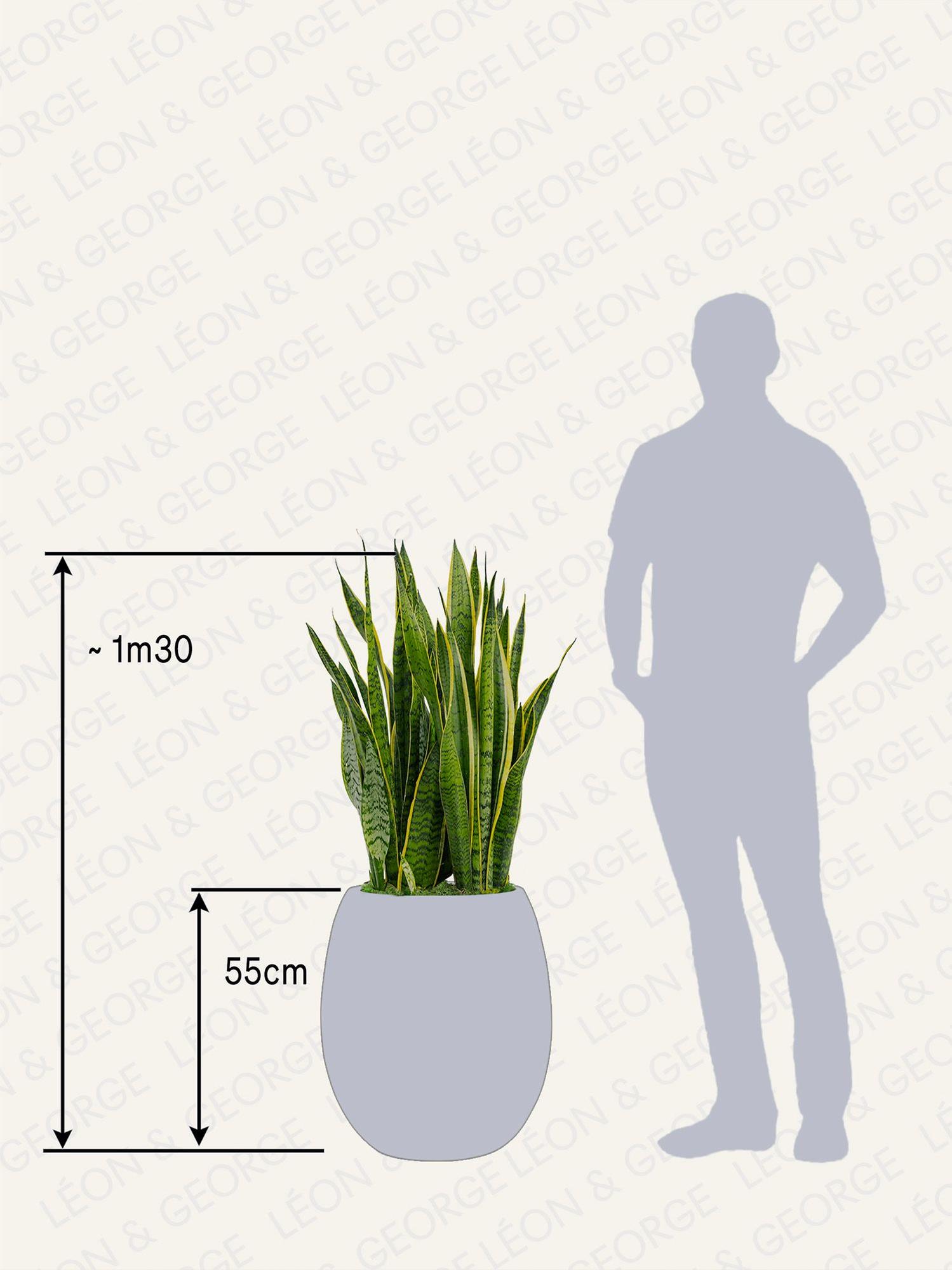 Sansevieria Laurentii