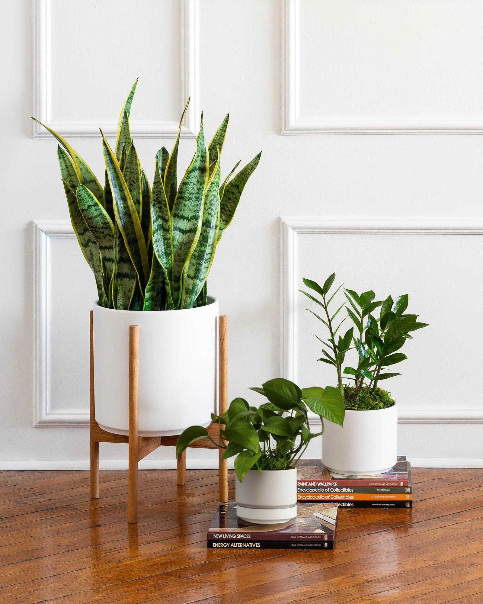 Easy care and low-maintenance plants for indoors by Lon & George