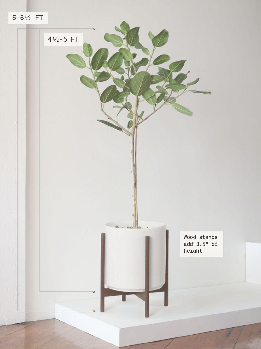 Ficus Audrey Tree
