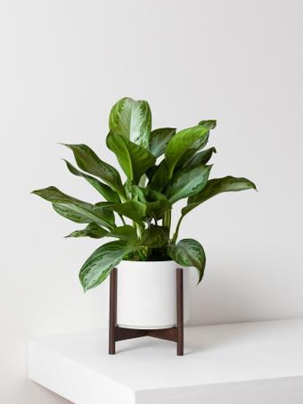 indoor plants picture