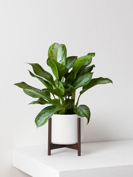 Silver Evergreen