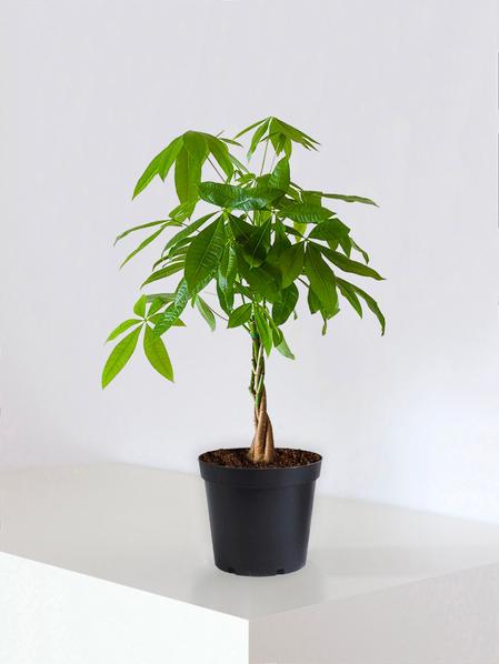 Braided Money Tree