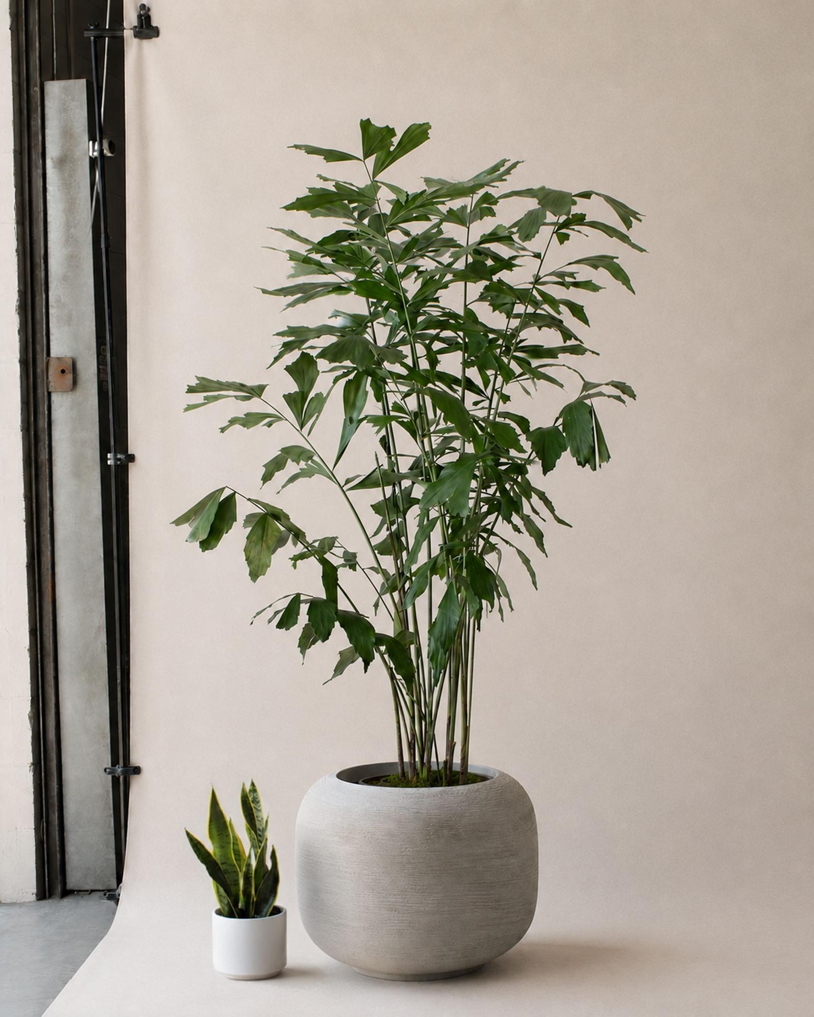 Fishtail Palm