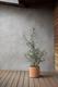 Olive Bush