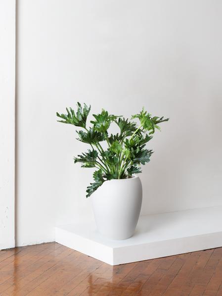 Hope Philodendron