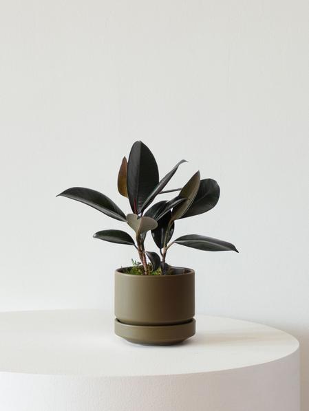 Rubber Plant