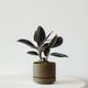 Rubber Plant