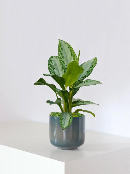 Silver Evergreen