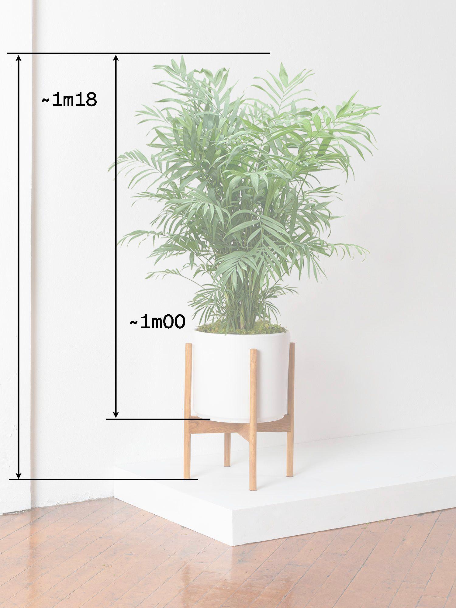 Palmier Nain (Chamaedorea Elegans)