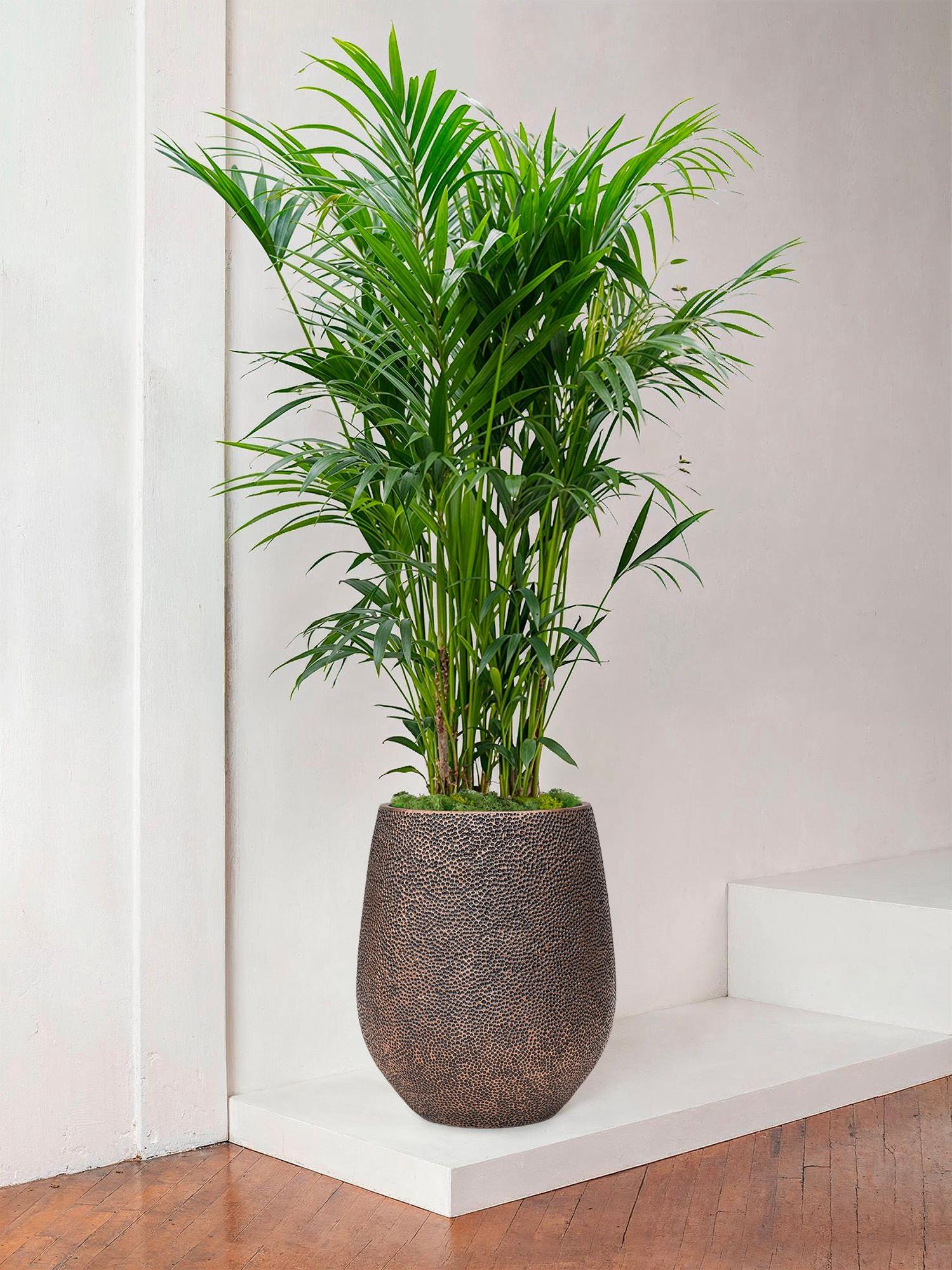 Kentia-Palme Extra Large (2m30) + Dune Topf | Lon & George