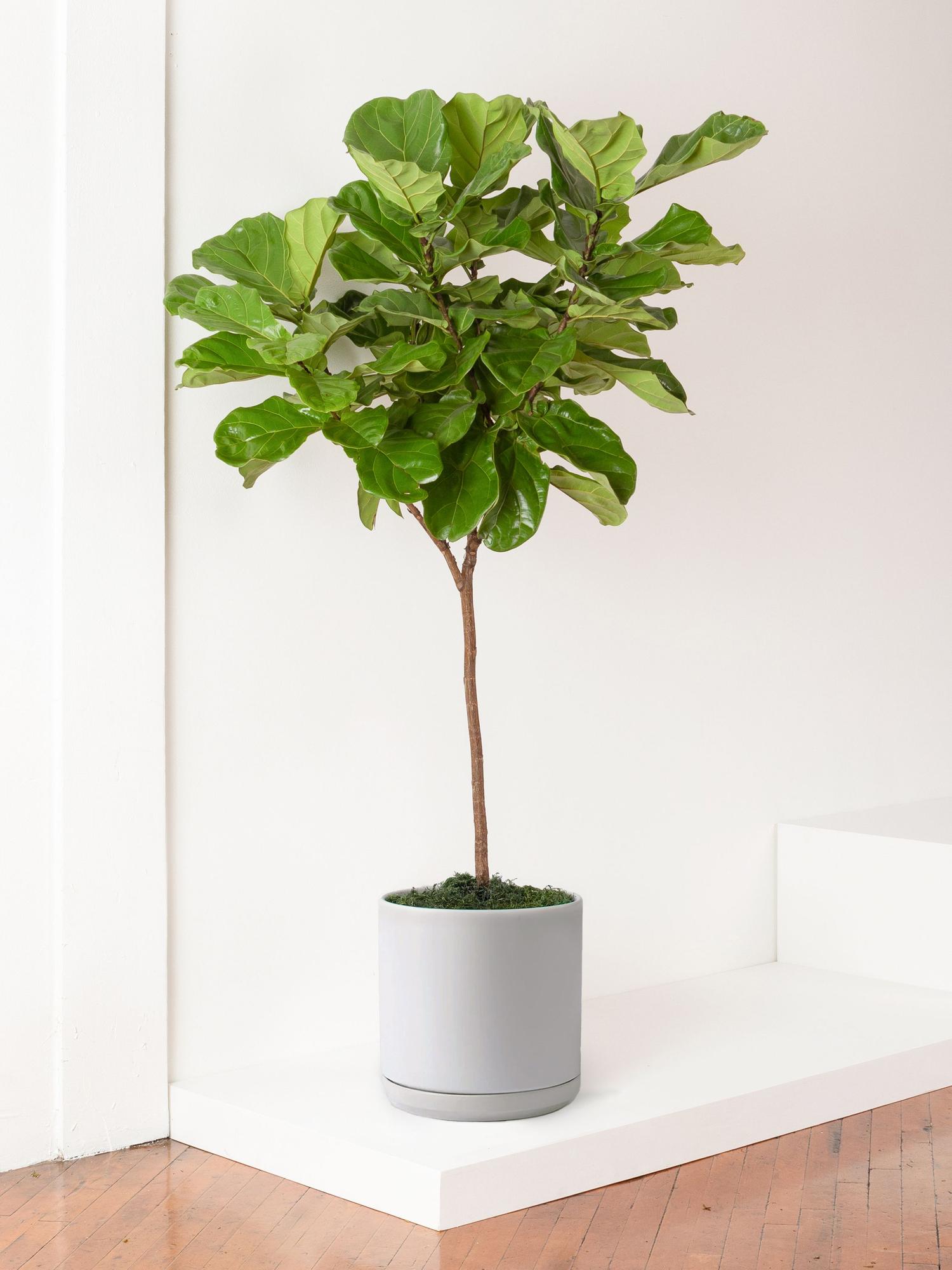 Mid-Century Cylinder - The Fifteen