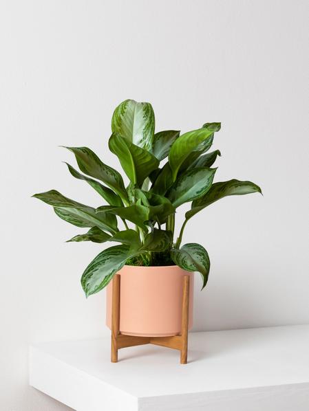 Silver Evergreen