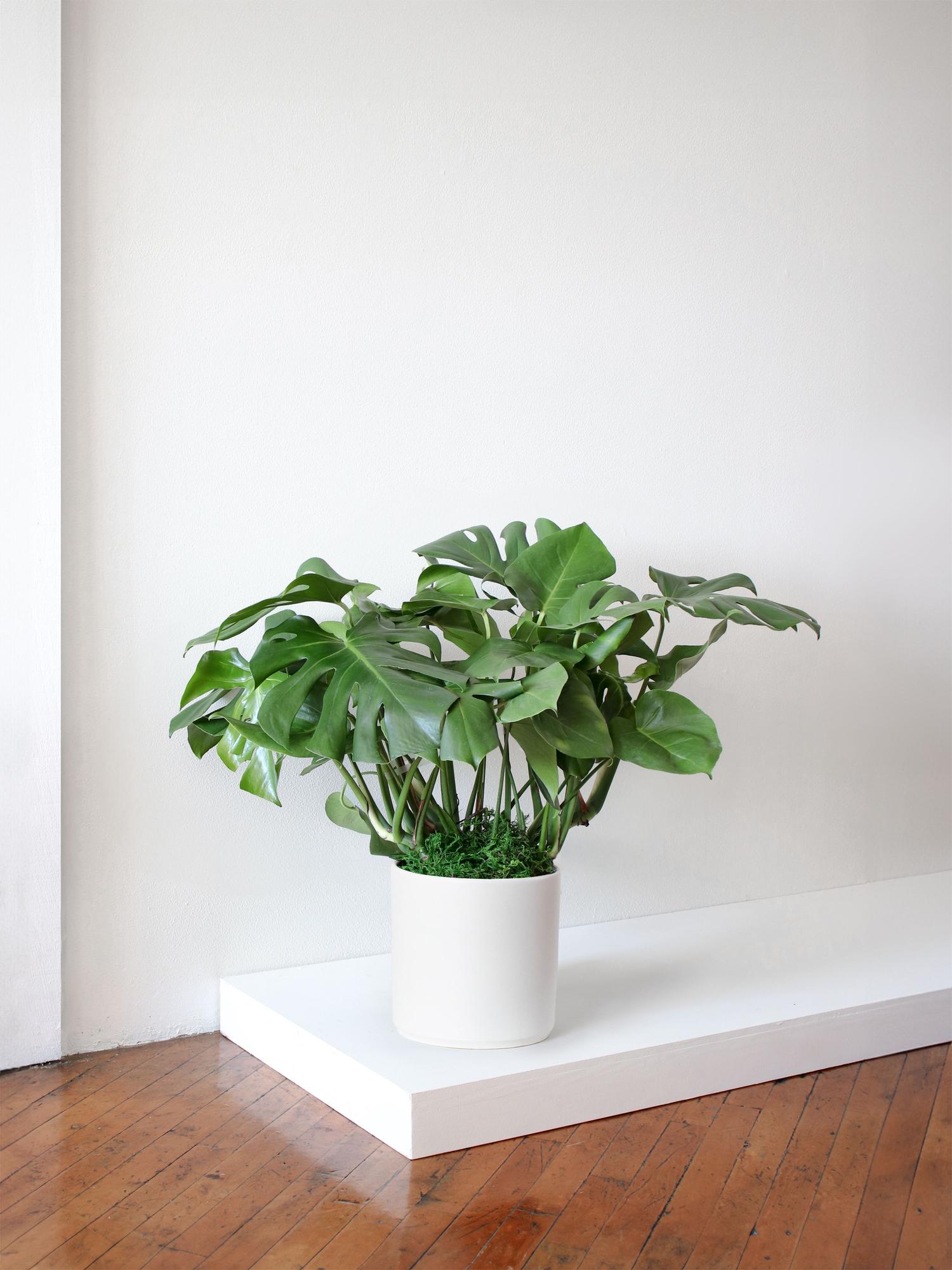 Monstera Deliciosa - White Ceramic