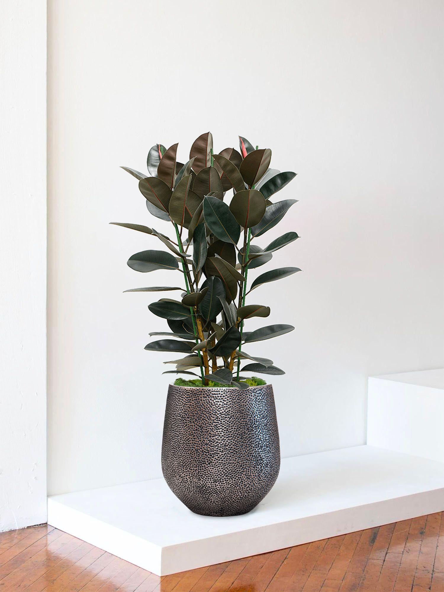 indoor plants picture