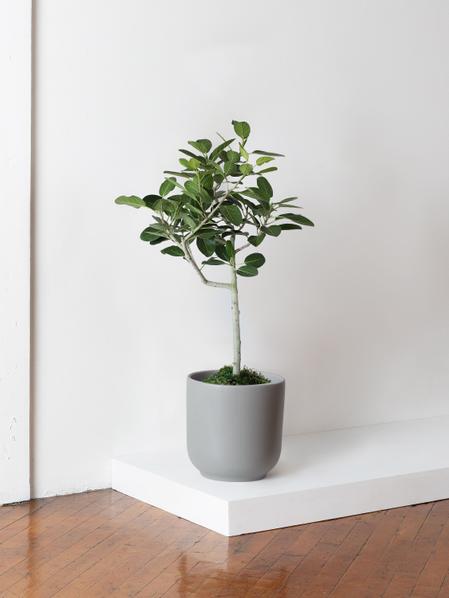 Ficus Audrey Tree