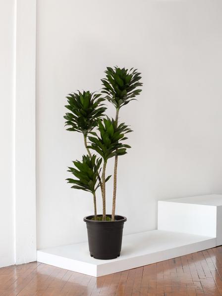 Dracaena Compacta