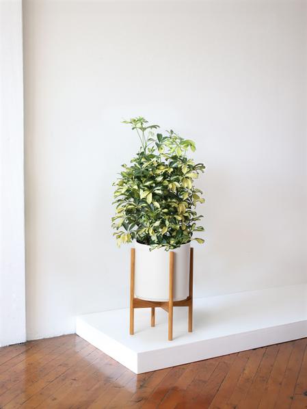 Schefflera Tree Gold Capella