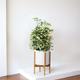 Schefflera Gold Capella