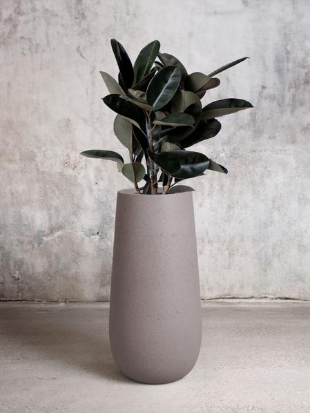 Rubber Tree