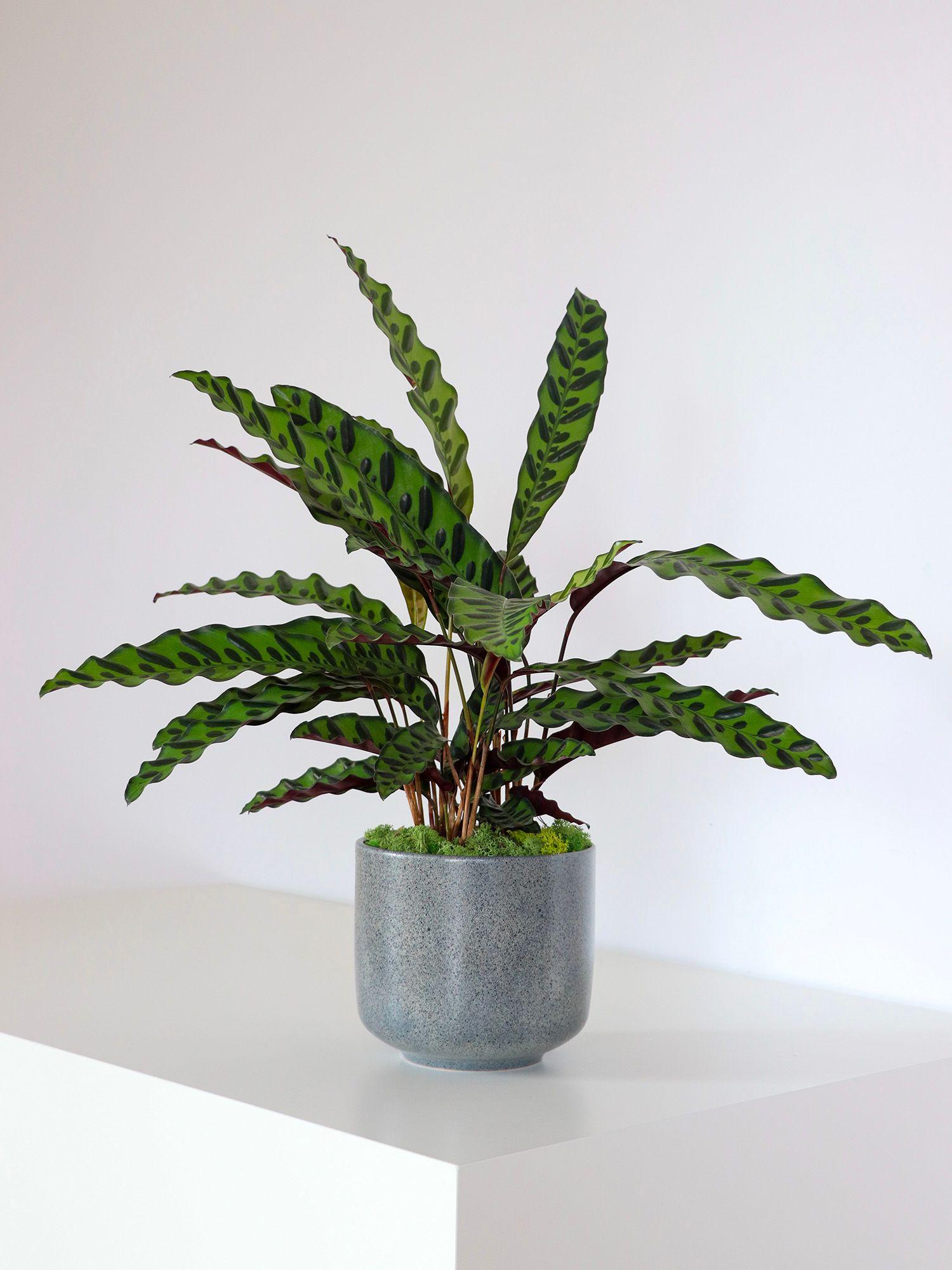 Calathea Paon de Rio