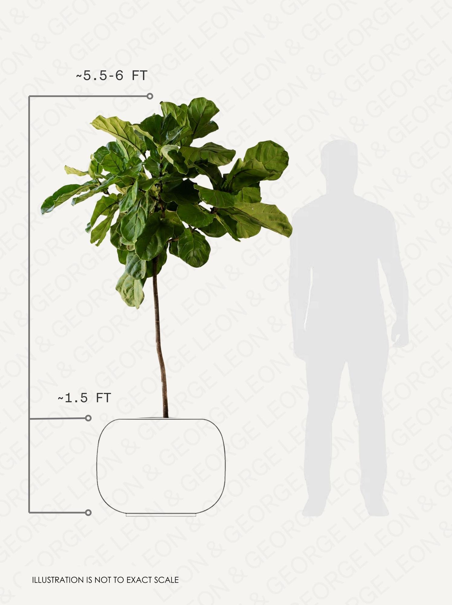 Fiddle Leaf Fig Tree