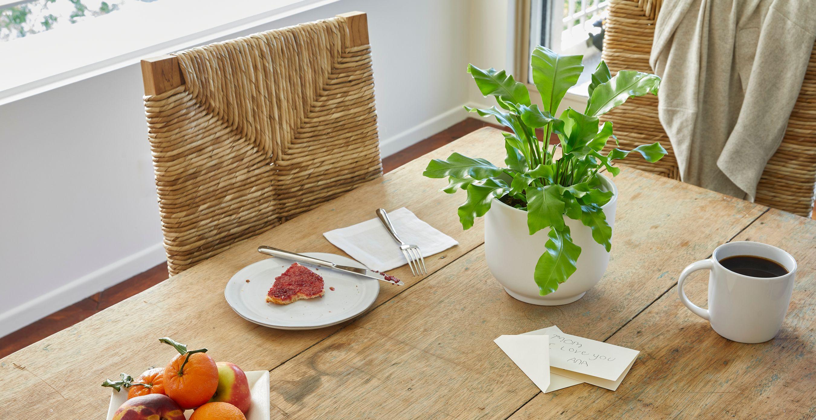 Bird's Nest Fern - Nouvelle - Medium