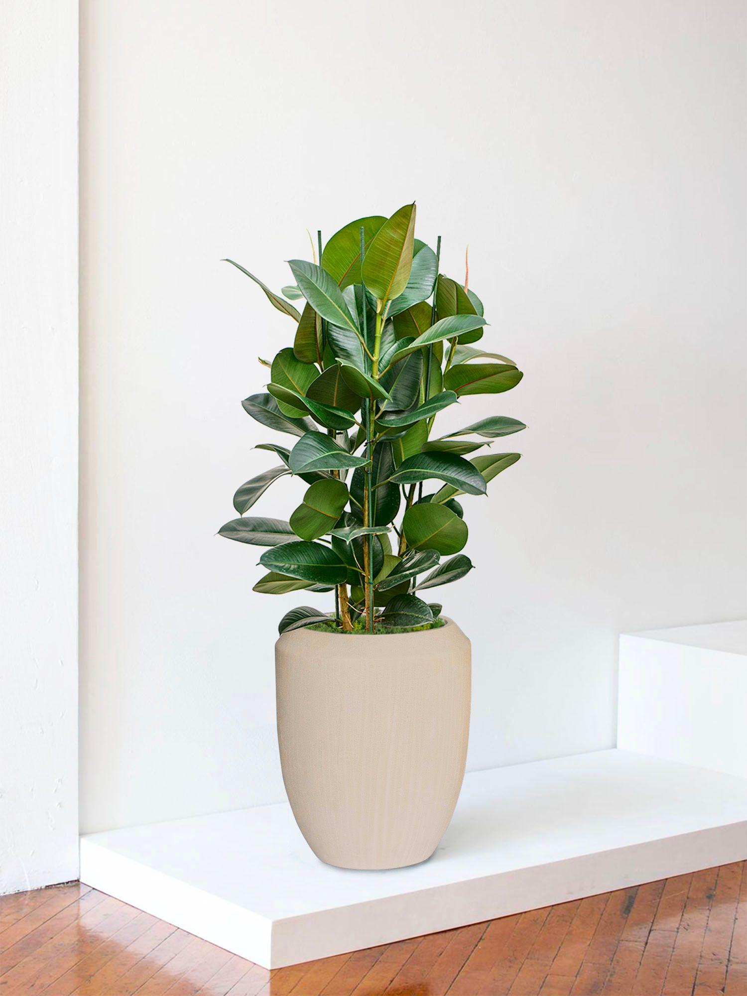 Ficus Elastica Robusta