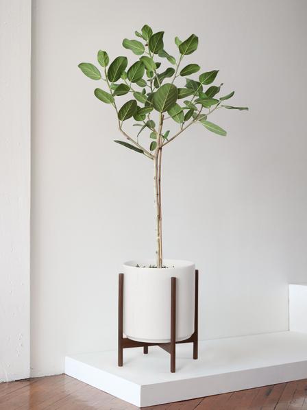 Ficus Audrey Tree