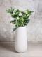 Hope Philodendron