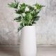 Hope Philodendron