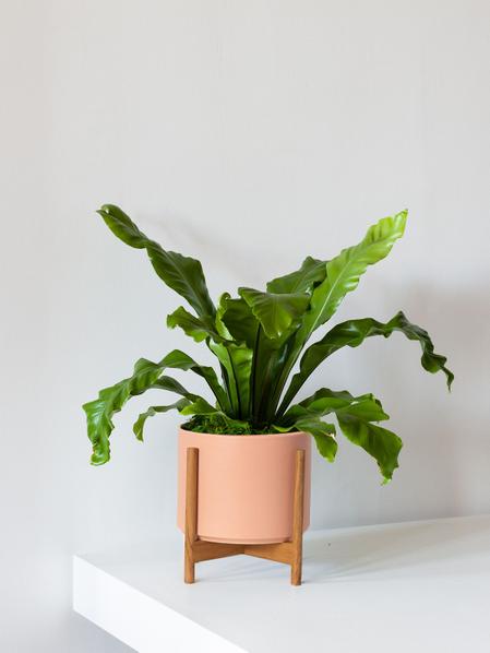 Bird's Nest Fern