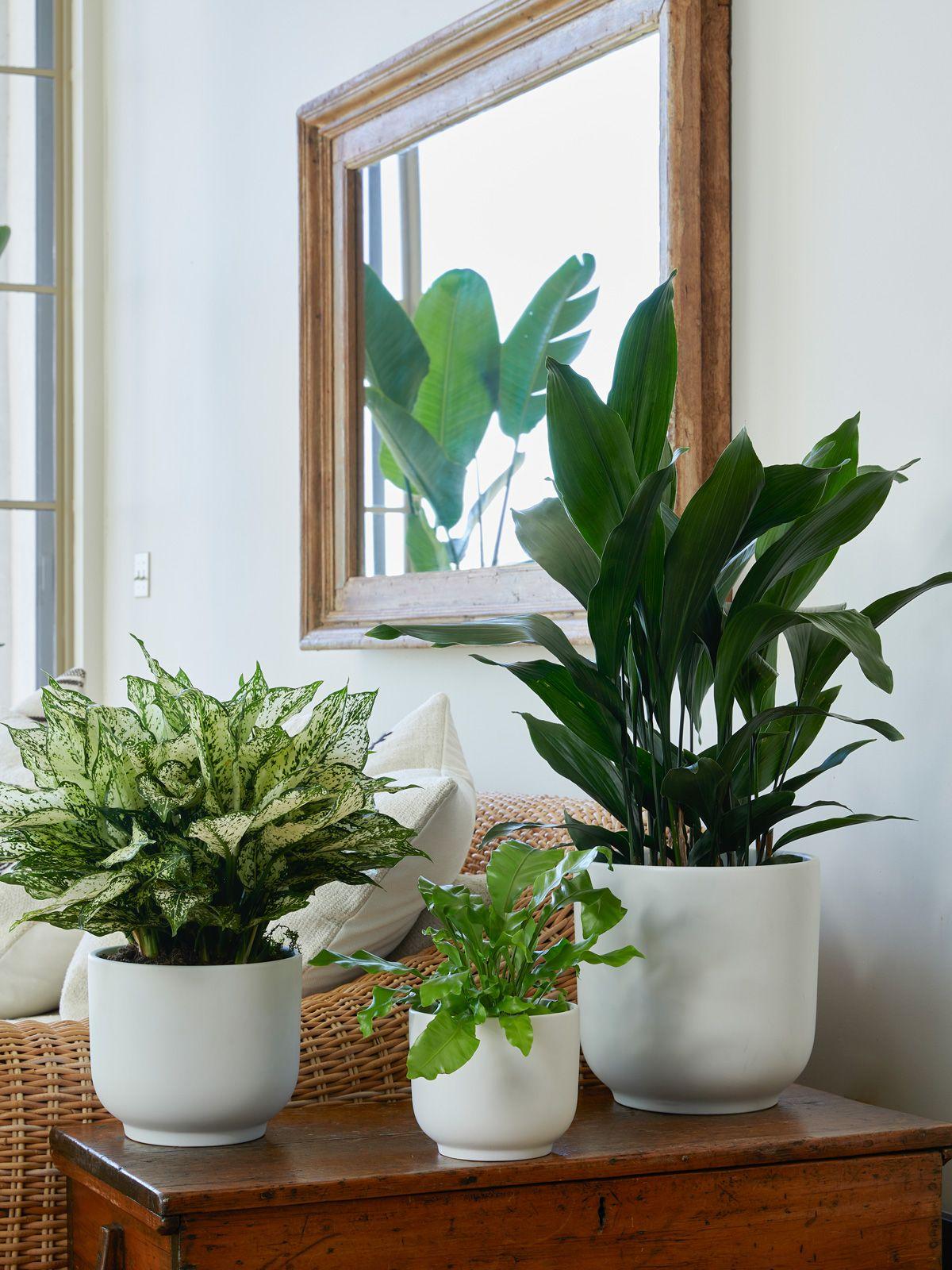 Nouvelle Bell - The Ten