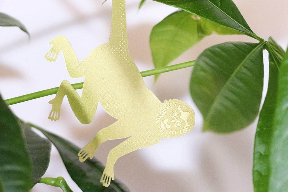 Plant Animal Singe-araignée