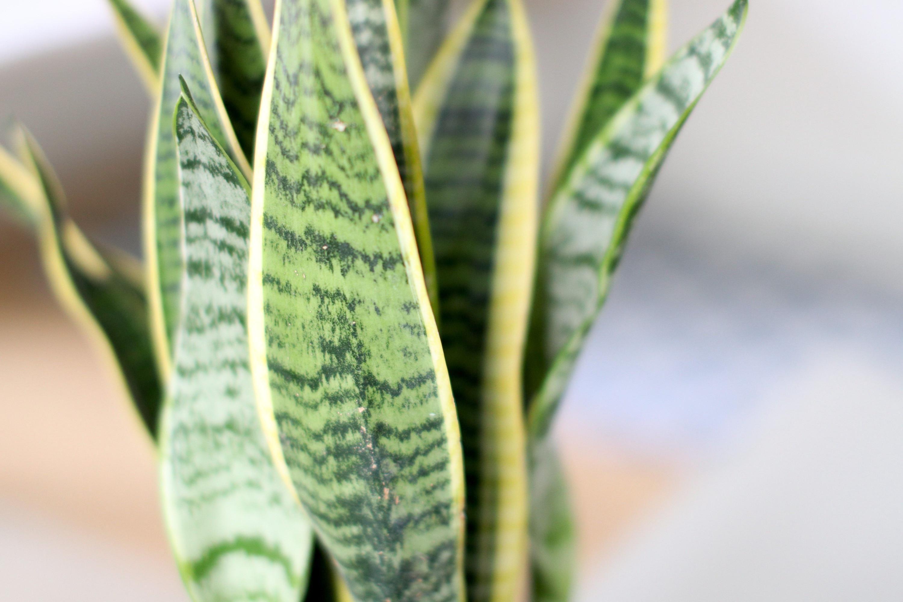 Snake Plant Laurentii