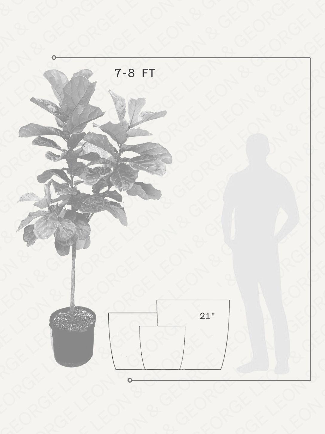 Fiddle Leaf Fig Tree