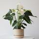 Anthurium - Queen of Spades