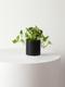 N'joy Pothos