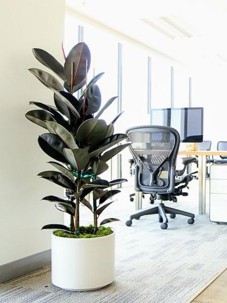 Rubber Tree