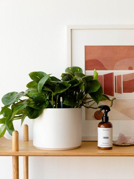 Pothos & Snake Duo