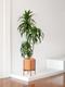 Dracaena Lisa