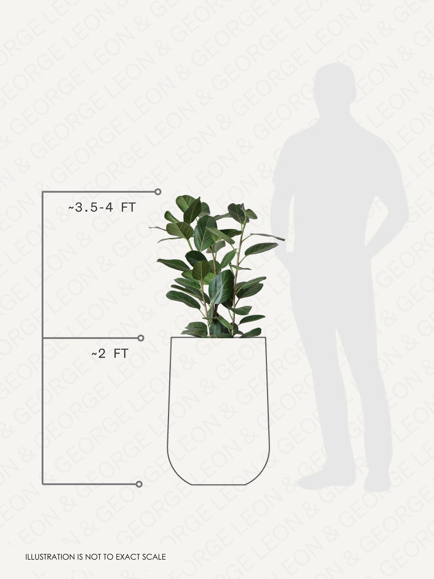 Ficus Audrey pot and plant dimensions